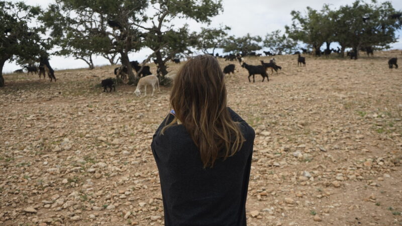 Visite des chèvres dans les arganiers – Image 3
