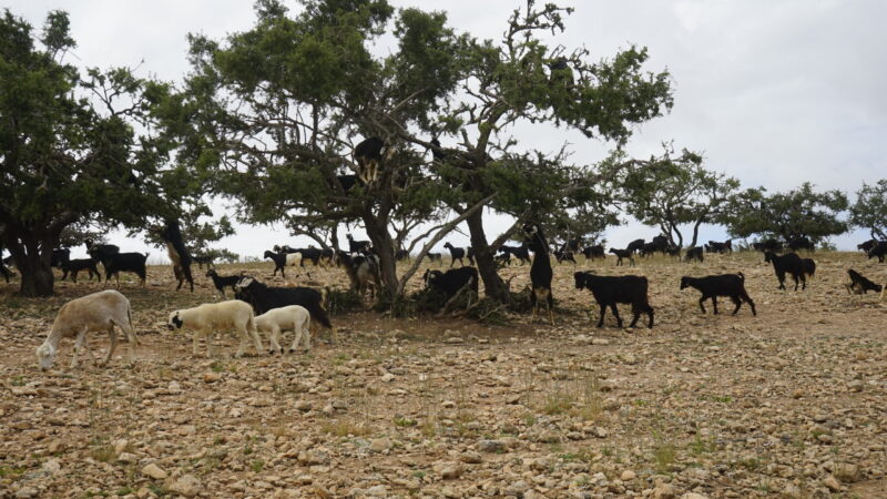 Visite des chèvres dans les arganiers – Image 2