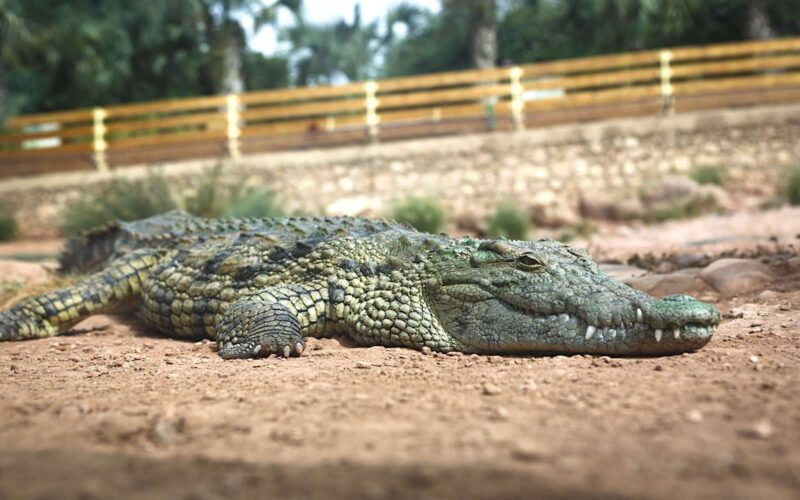 Crocoparc Agadir – Image 4