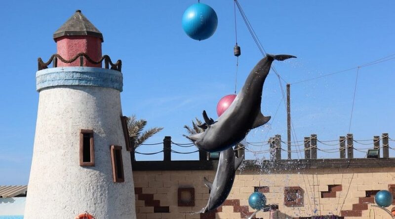 Le Dolphin Word d'Agadir – Image 5