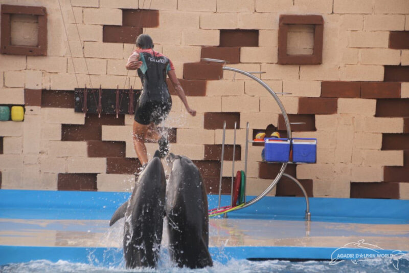 Le Dolphin Word d'Agadir – Image 7