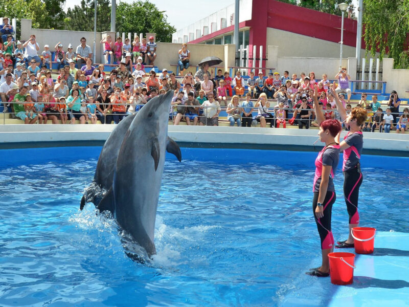 Le Dolphin Word d'Agadir