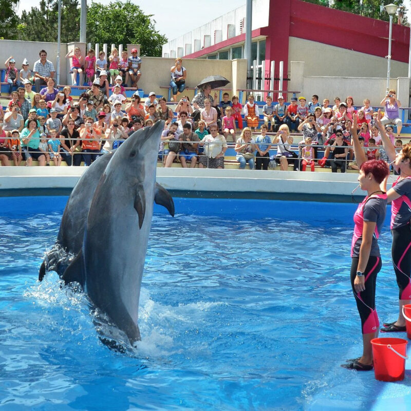 Le Dolphin Word d'Agadir