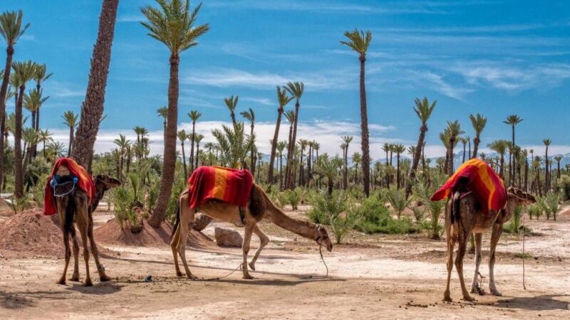 Marrakech – Image 8
