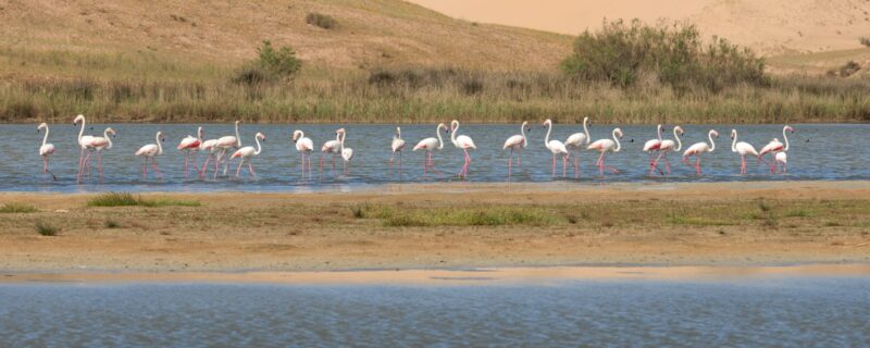 Parc national du Souss Massa – Image 2