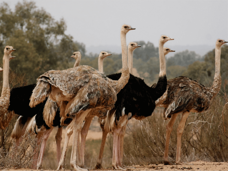 Parc national du Souss Massa – Image 5