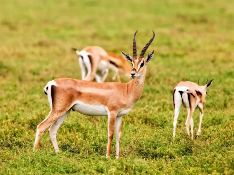 Parc national du Souss Massa