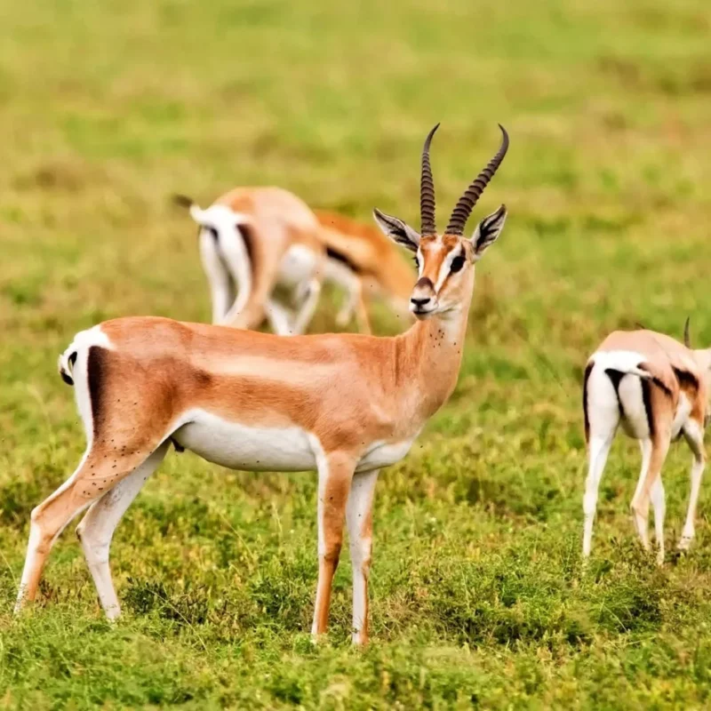 Parc national du Souss Massa