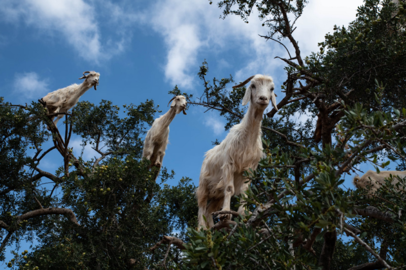 Visite des chèvres dans les arganiers – Image 6